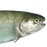 mishonka