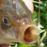 QorasikDuck