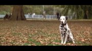 101 Dalmatians