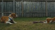 A Dog's Journey