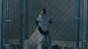 A Dog's Journey