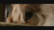 A Dog's Purpose