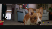 A Dog's Purpose