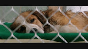 A Dog's Purpose