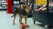A Dog's Way Home