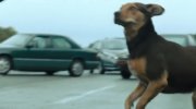 A Dog's Way Home