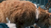 A Street Cat Named Bob