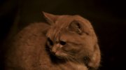 A Street Cat Named Bob