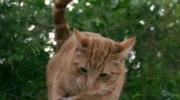 A Street Cat Named Bob