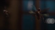 Ant-Man and the Wasp