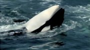 Blackfish