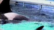 Blackfish