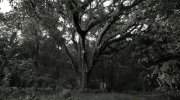 Emancipation