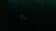 Finding Dory