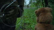 Good Boy