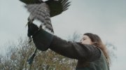 H Is for Hawk