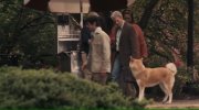 Hachi: A Dog's Tale
