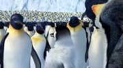 Happy Feet