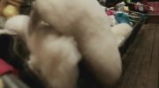 Heart of a Dog