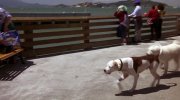 Homeward Bound II: Lost in San Francisco
