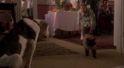 Homeward Bound: The Incredible Journey