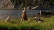 Homeward Bound: The Incredible Journey