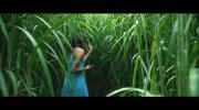 In the Tall Grass