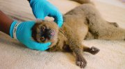 Island of Lemurs: Madagascar