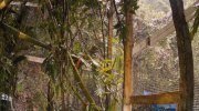 Island of Lemurs: Madagascar
