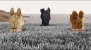 Isle of Dogs