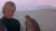 Ladyhawke