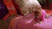 Legally Blonde