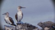 Master and Commander: The Far Side of the World
