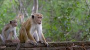 Monkey Kingdom