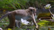 Monkey Kingdom