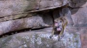 Monkey Kingdom