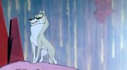 Mowgli. Raksha