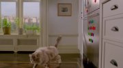 Nine Lives