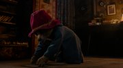 Paddington in Peru