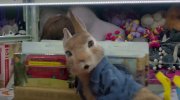 Peter Rabbit
