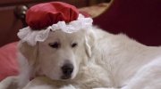 Santa Paws 2: The Santa Pups