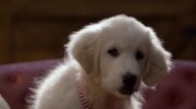 Santa Paws 2: The Santa Pups