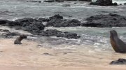 Sea Lions of the Galapagos