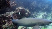 Sea Lions of the Galapagos