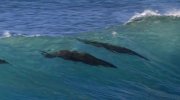 Sea Lions of the Galapagos