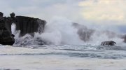 Sea Lions of the Galapagos