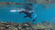 Sea Lions of the Galapagos
