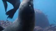 Sea Lions of the Galapagos
