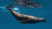 Sea Lions of the Galapagos