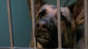 Shepherd: The Story of a Jewish Dog